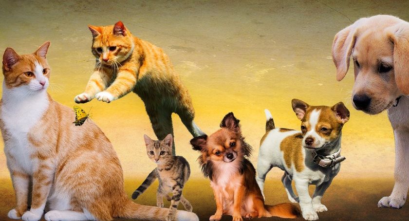 Pokaż nam swojego pupila i wygraj bon do Sklepu Zoologicznego SABA w Zambrowie