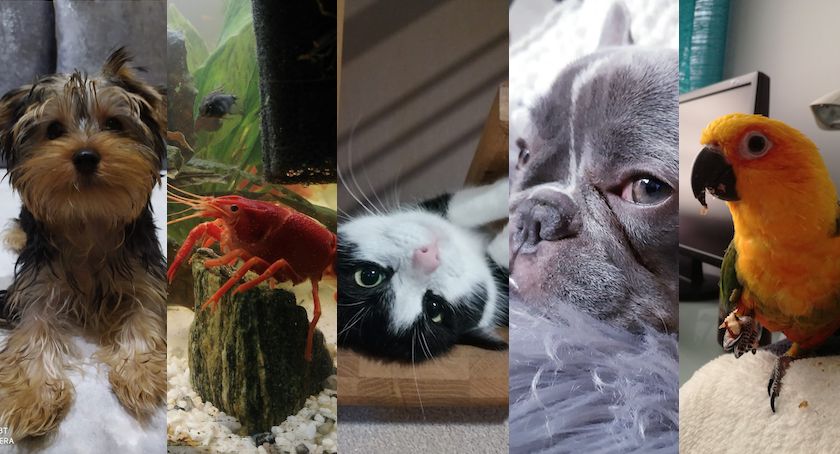 Zagłosuj na najpiękniejsze zwierzątko. Do wygrania bon do Sklepu Zoologicznego SABA w Zambrowie