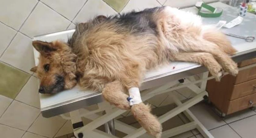 Pies walczy o życie. Pilnie potrzebna pomoc!