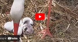 Są już pierwsze bocianiątka! [foto+video]