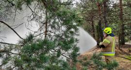 Pożar lasu nieopodal Głębocza Wielkiego [FOTO]