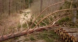 Wichury nie oszczędziły lasów. Nadleśnictwo liczy straty