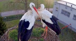Para bocianów zawitała do naszego gniazda! AKTUALIZACJA [FOTO+VIDEO]