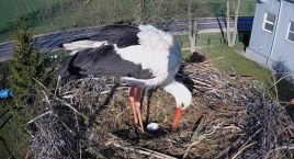 Wielkanocna niespodzianka u naszych bocianów. Jest pierwsze jajo! [VIDEO+FOTO]
