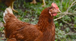 Grypa ptaków - zwiększone ryzyko wystąpienia na terenie powiatu zambrowskiego