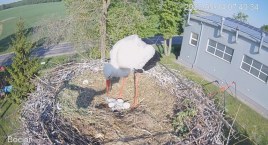 Pisklęta przyszły na świat! [FOTO+VIDEO]
