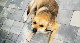 Jest wyrok w sprawie 26-latka, który zabił dwa psy