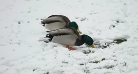 Spadł pierwszy w tym sezonie śnieg. Czy to początek zimy? [VIDEO+FOTO]