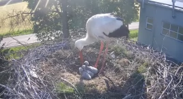 Rodzina bocianów w komplecie [VIDEO]