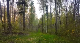 Wilki w naszym regionie. Czy są sposoby, aby ograniczyć szkody przez nie wyrządzane?
