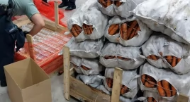 Papierosy ukrył pod workami z marchewką [FOTO+VIDEO]