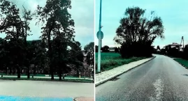 Zwisające gałęzie i uschłe drzewo stanowią zagrożeni…