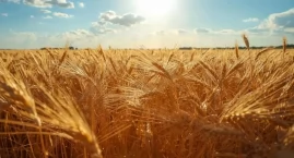 KRUS: Nowe stawki składek na ubezpieczenie rolników w III kwartale 2026 r.