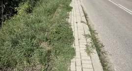 Zarośnięte chodniki w Cieciorkach. Mieszkańcy apeluj&hellip;