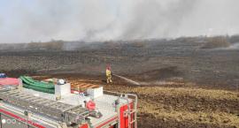 Zambrowscy strażacy w akcji ratowania Biebrzańskiego Parku Narodowego