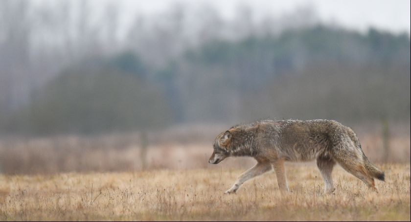 Zastrzelono wilka  - trwa śledztwo 