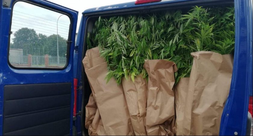 Kolejna plantacja konopi zliwidowana
