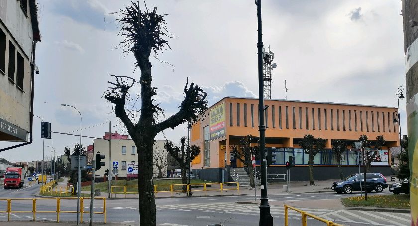 „Ogłowione” miasteczka. Kary za nadmierne cięcia w koronie drzewa 