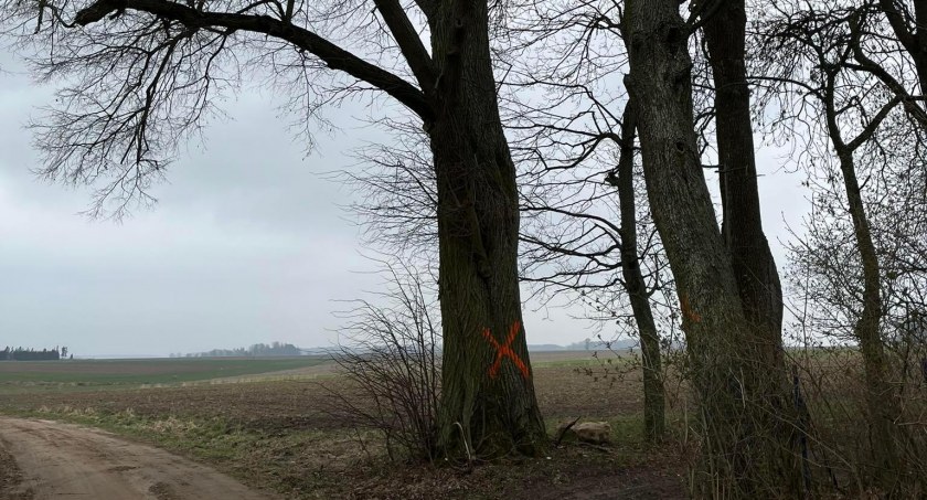 Czy uda się uratować drzewa w Twarogach Ruskich?