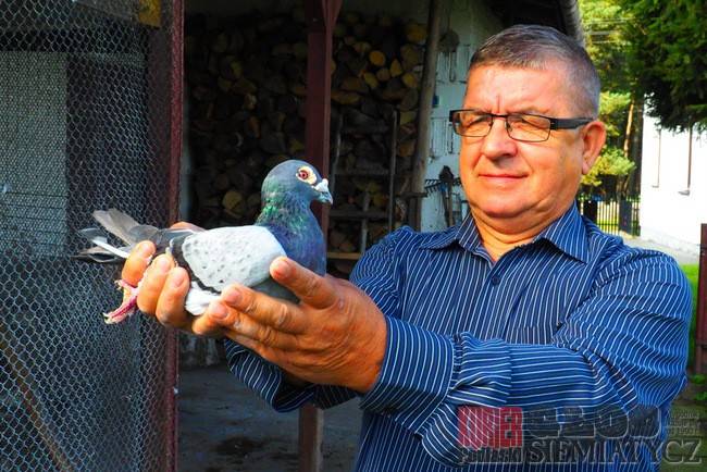 Każdy gołąb ma swój charakter
