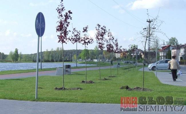 Nowe drzewa w Siemiatyczach