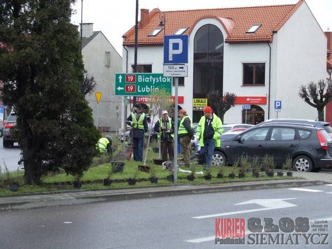 Nowe drzewa w Siemiatyczach