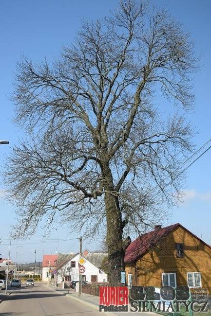 Drzewa – nasze życie