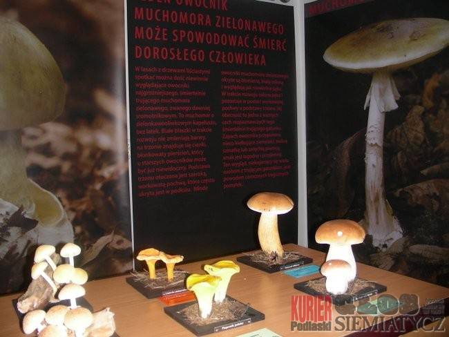 XXI Wystawa Grzybów Puszczy Białowieskiej