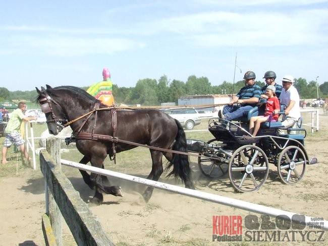 Zawody w powożeniu zaprzęgami