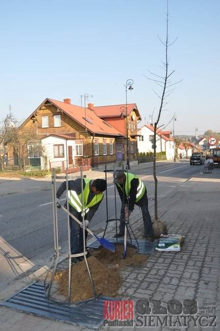 Siemiatycze - Posadzono kolejne drzewa