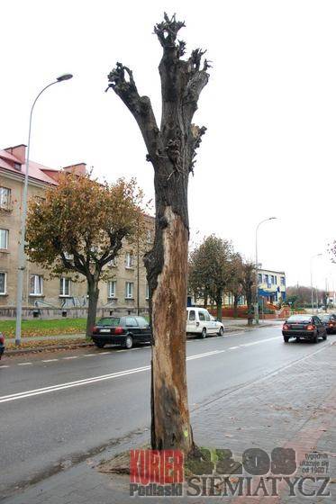 Siemiatycze - 90 lip do wycinki w centrum miasta