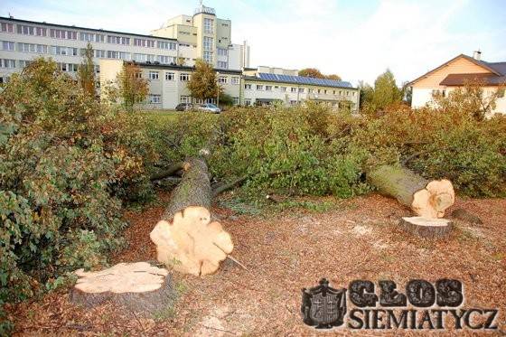 Siemiatycze - Poległo kilkadziesiąt wiekowych drzew