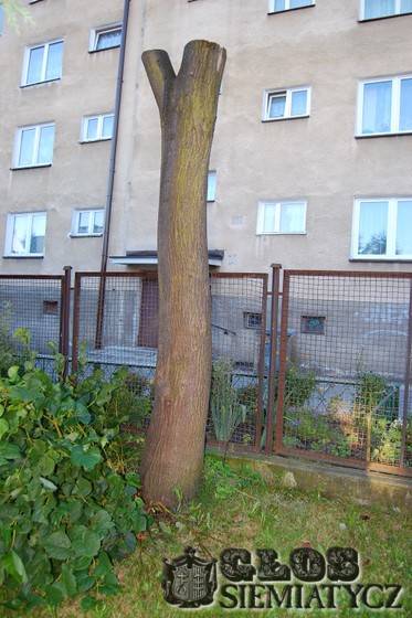 Niszczenie drzew poza kontrolą - Siemiatycze