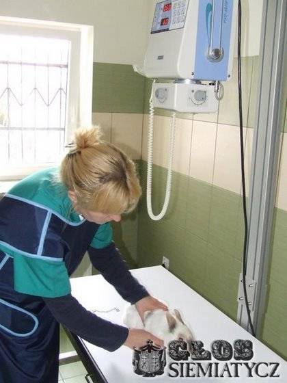 RTG dla zwierząt - Siemiatycze