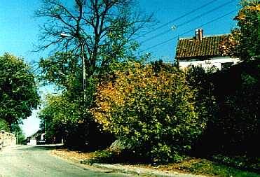 Fotografia. Jesień na ul. Powstania Styczniowego