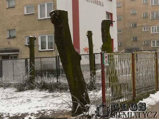 Drzewa umierają stojąc - Siemiatyckie lipy skazane na ścięcie? (Foto)