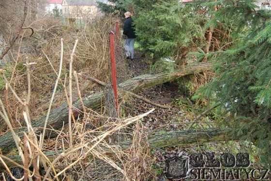 Niebezpieczne drzewa nad Kamionką - Siemiatycze