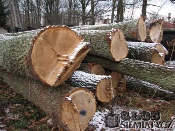 Słaby materiał, niebezpieczne konary - Nurzec Stacja