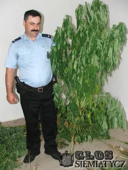 Konopie w ogródku - Tokary, gm. Mielnik