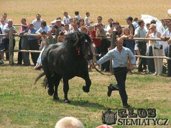 Koń musi chodzić w zaprzęgu - Augustynka