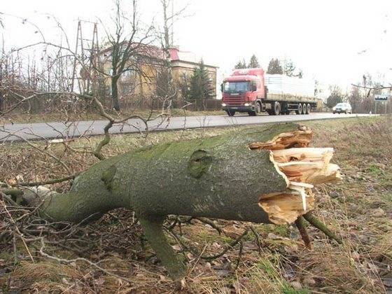 Styczniowy wiatr