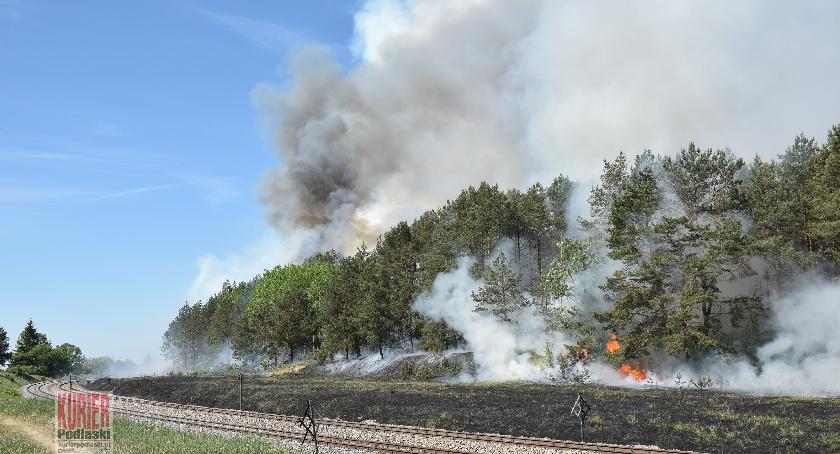 Pożar traw i lasu wzdłuż linii kolejowej