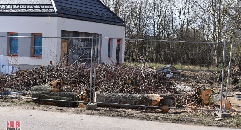 50-letnie lipy przegrały z kostką betonową