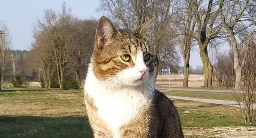 Pomóżcie odnaleźć kotka