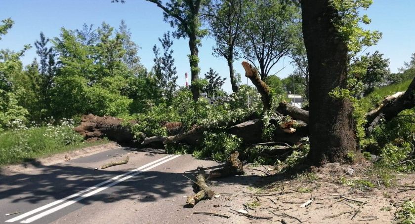 Złotów: Wiatr przewrócił spróchniałe drzewo