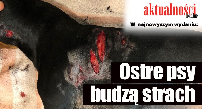 Konflikt o psy sąsiada