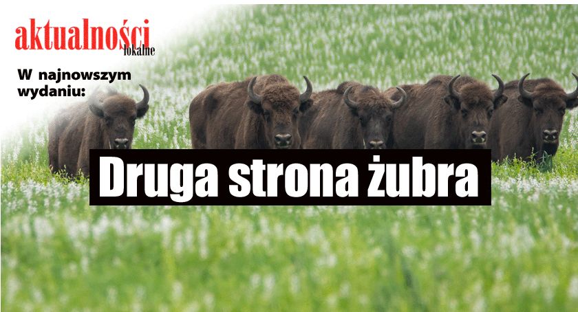 Druga strona żubra
