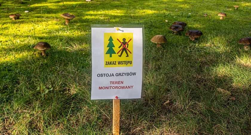 Zakaz wstępu - ostoja grzybów 