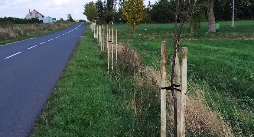 Nowe sadzonki drzewek miododajnych w Łobżenicy