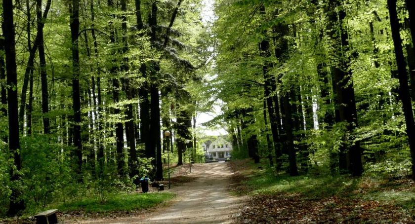 Ścinka drzew na terenie złotowskiego Zwierzyńca